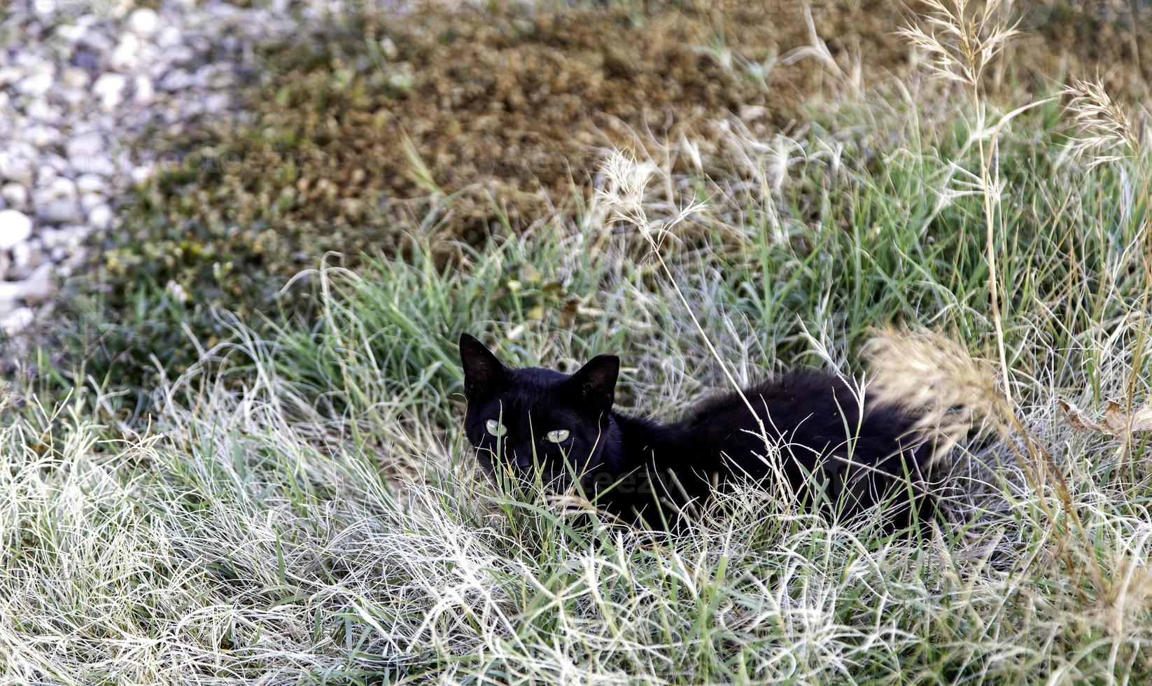 verdwaalde zwarte kat foto