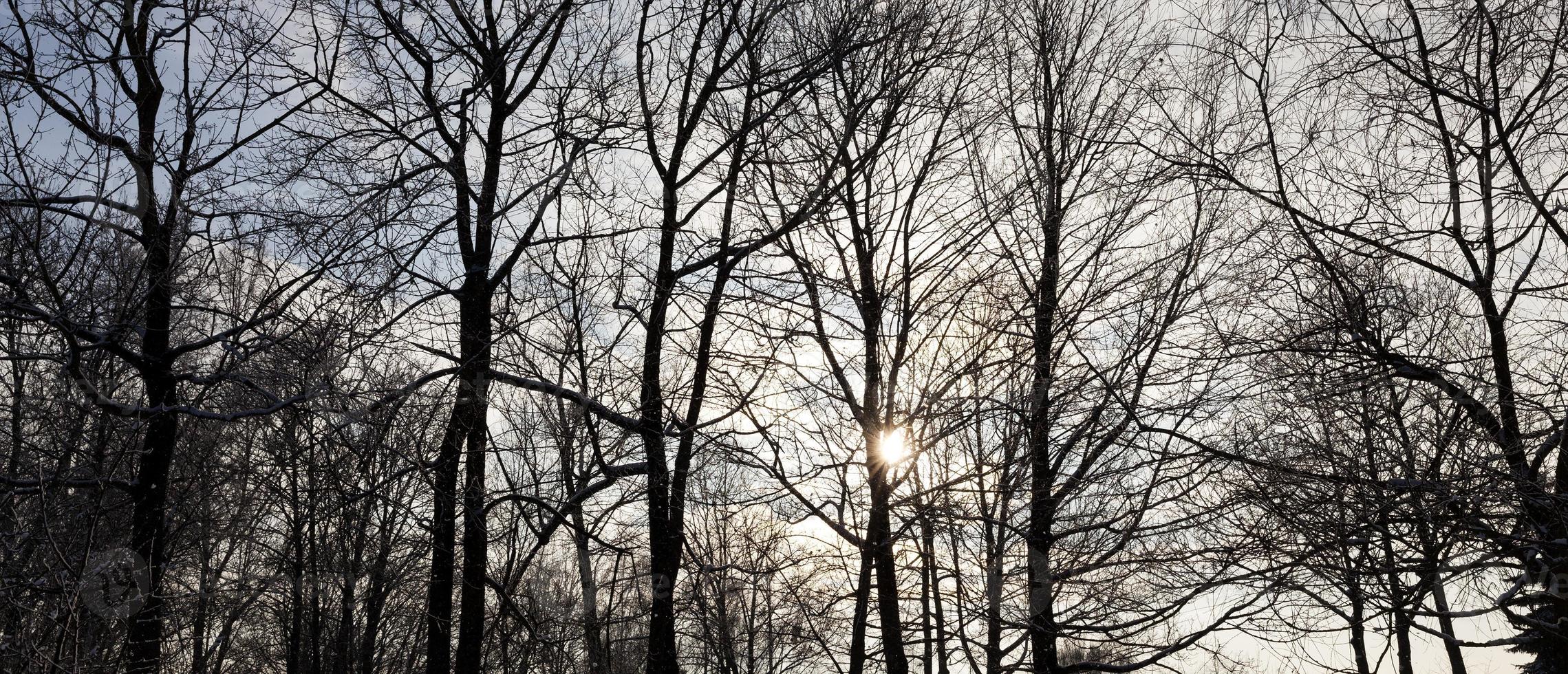 ijzige winter na sneeuwval met kale loofbomen foto