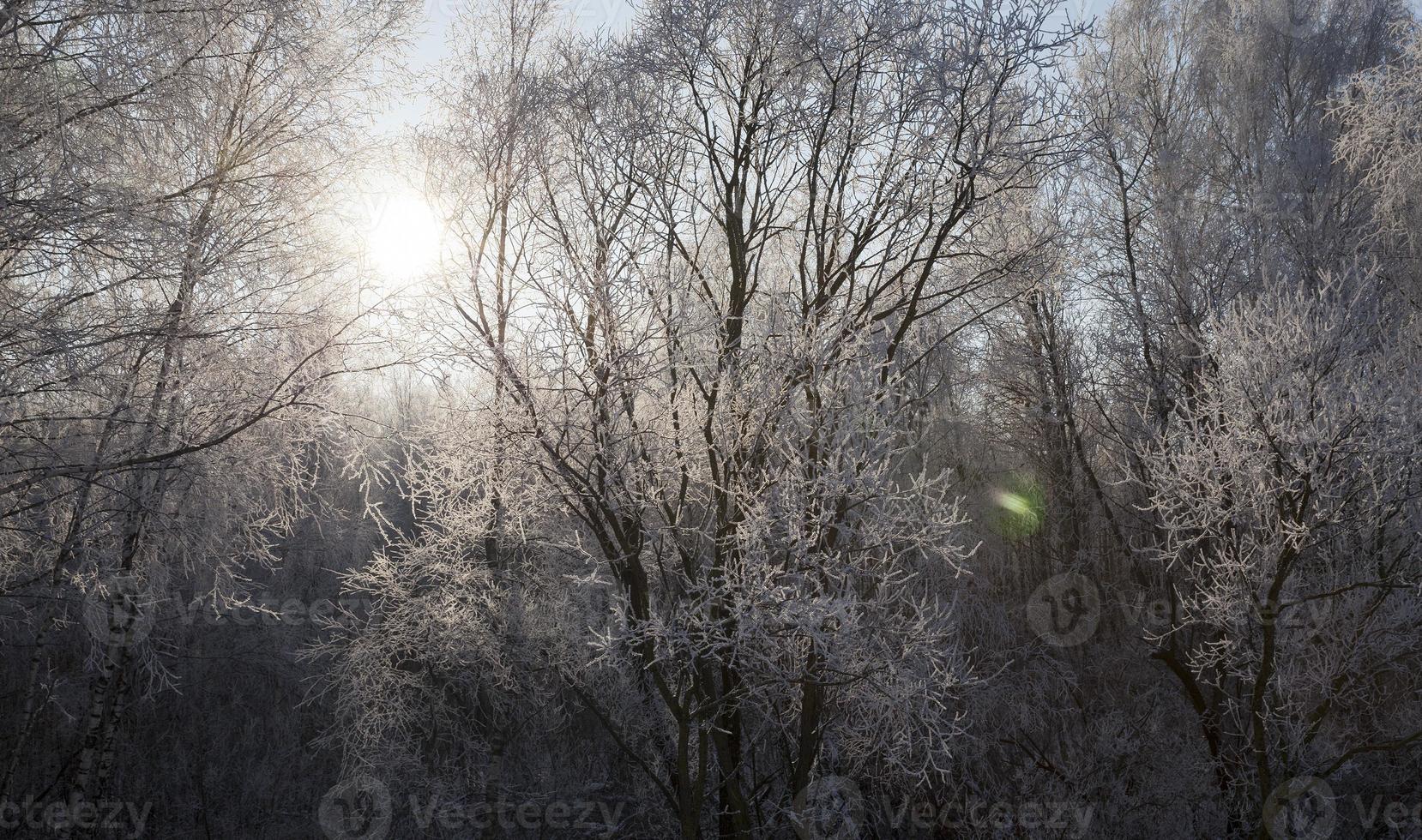 winterlandschap, close-up foto