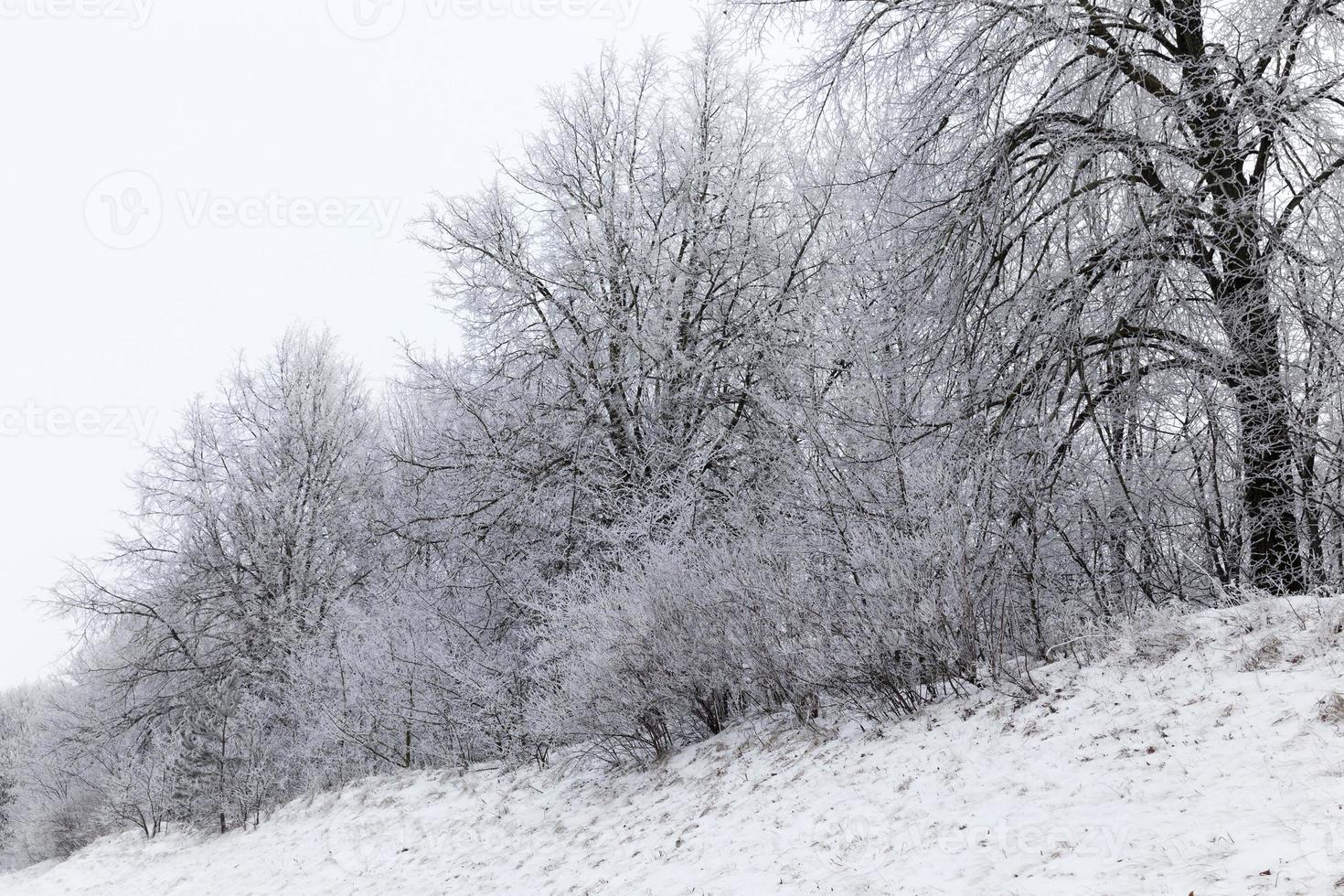 gefotografeerd winterbos foto