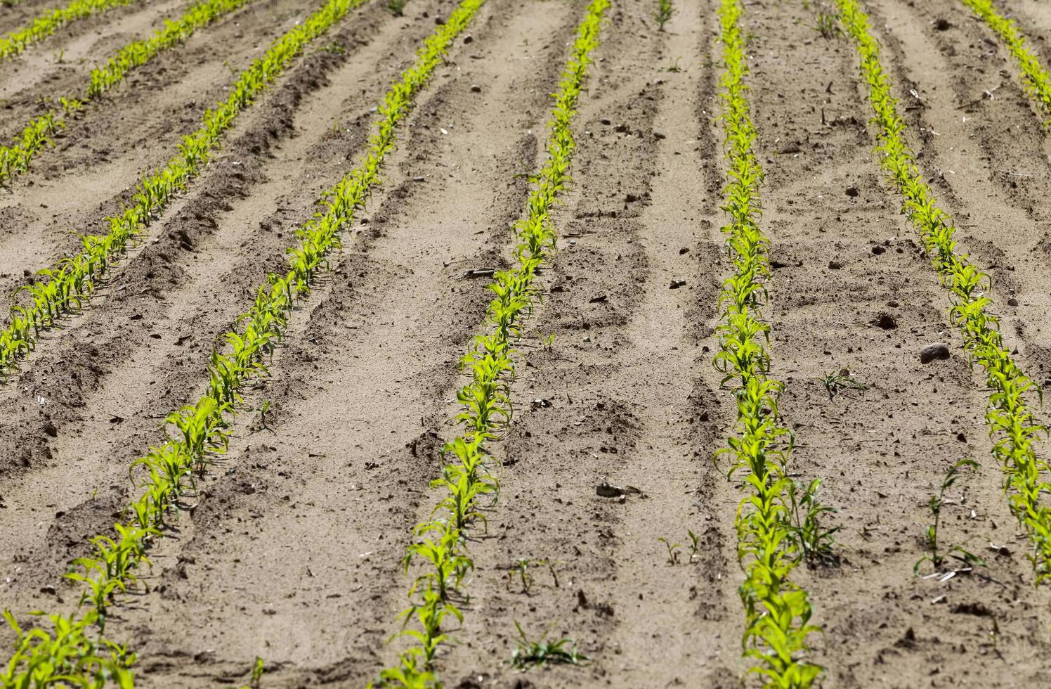 groene maisspruiten in de lente of zomer foto