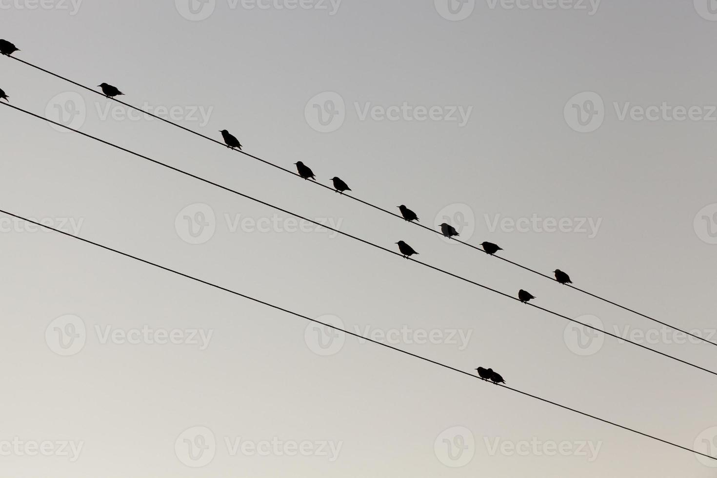 een paar vogels op de lijnen van hoogspanningspalen foto