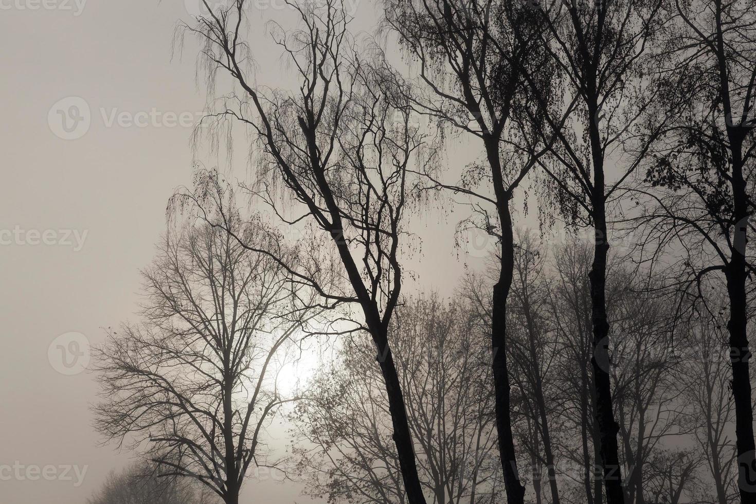 bomen zonder bladeren in de mist foto