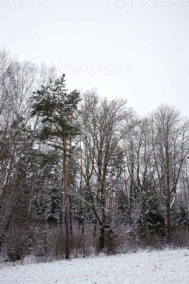 besneeuwde bomen in kaal winterbos foto