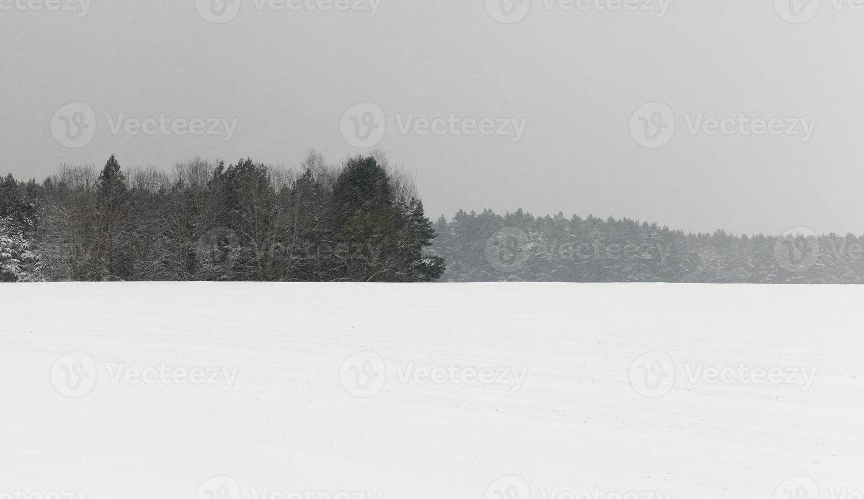 winterlandschap, sneeuwval foto