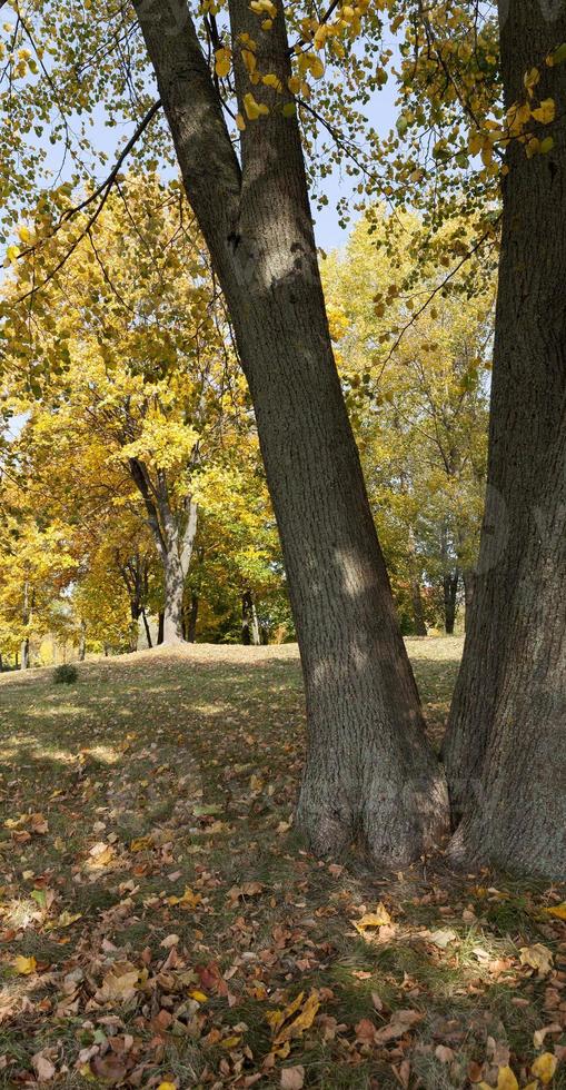 esdoornpark in de herfst foto