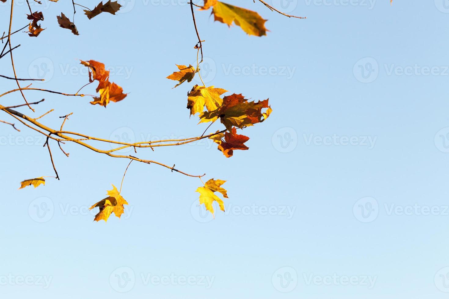 gele en rode esdoornbladeren op een boomtak tegen de blauwe lucht foto