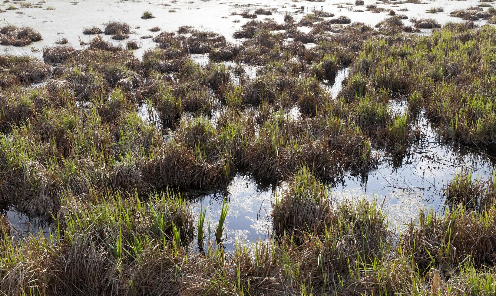 gras groeit, close-up foto