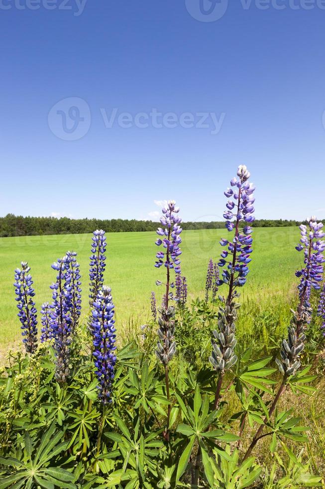 paarse lupine, wilde bloemen foto