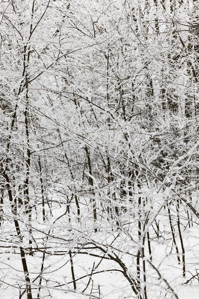 winter bos, sneeuw foto