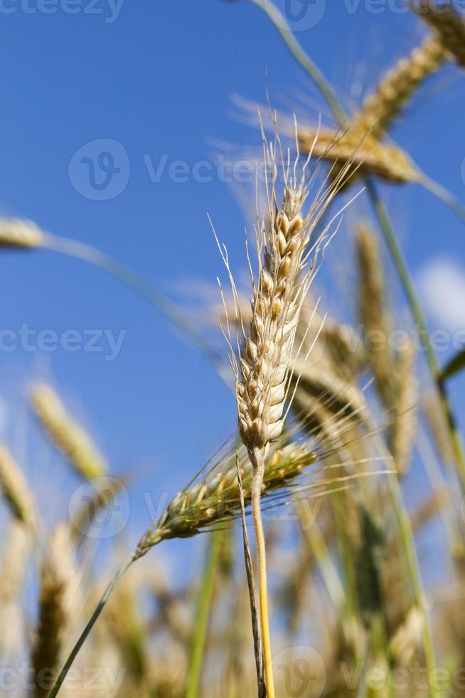 gouden tarweveld foto