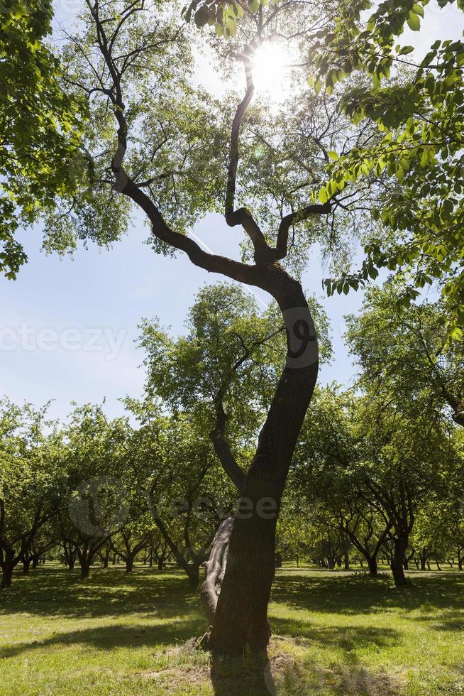 bomen in het park, zomer foto