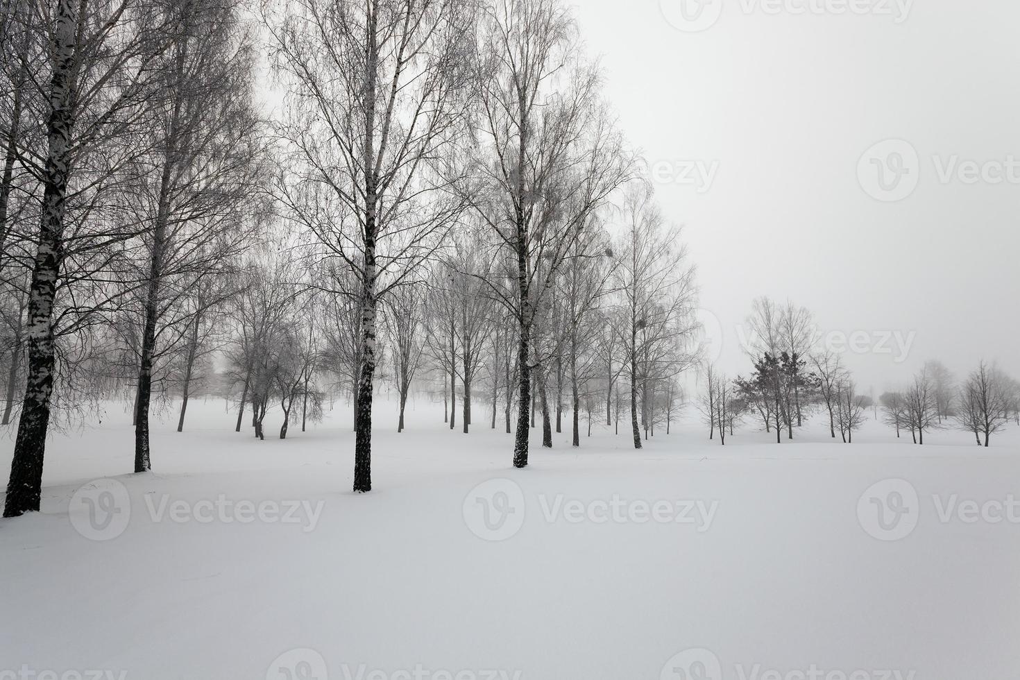 bomen in de winter foto