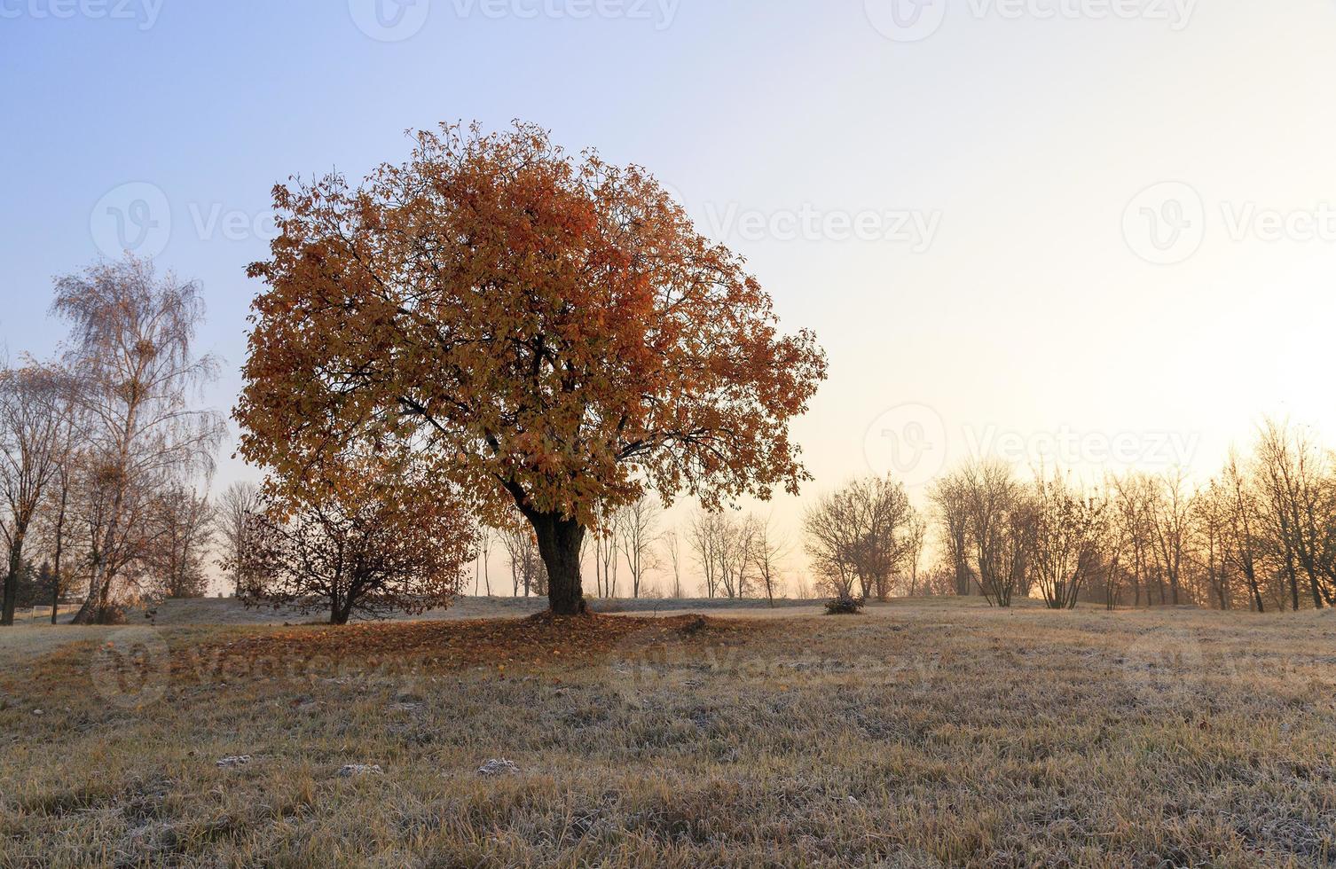 herfst tot winter foto