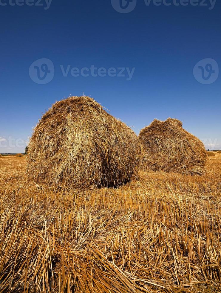 stapel stro in het veld foto