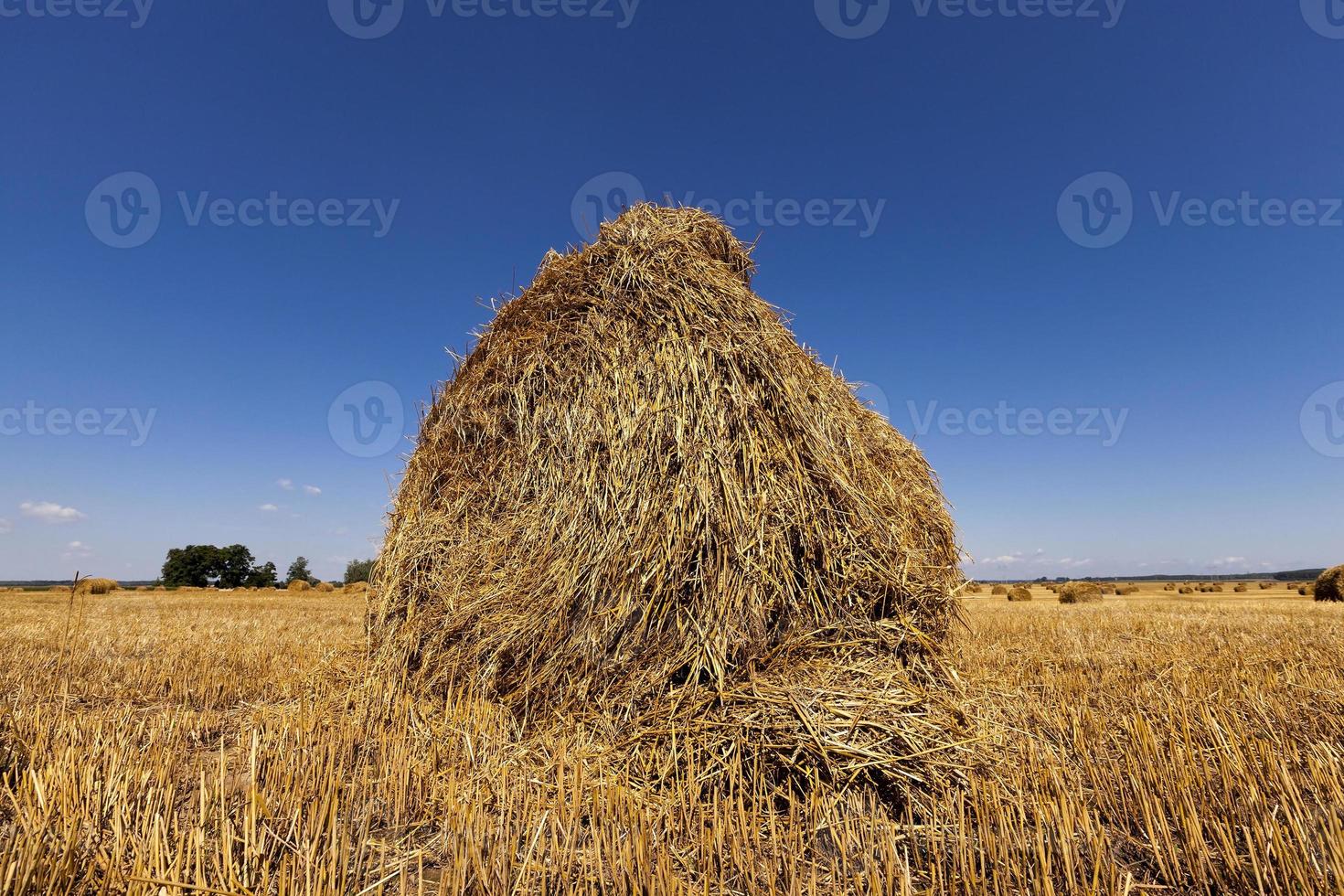 hooibergen stro. oogsten foto