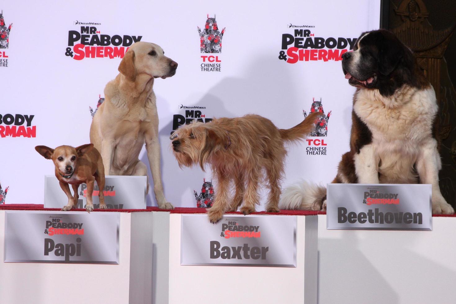 los angeles, 14 feb - papi, marley, baxter, beethoven bij de mr peabody geëerd met pootafdrukken in cement bij tcl chinese theater op 14 februari 2014 in los angeles, ca foto