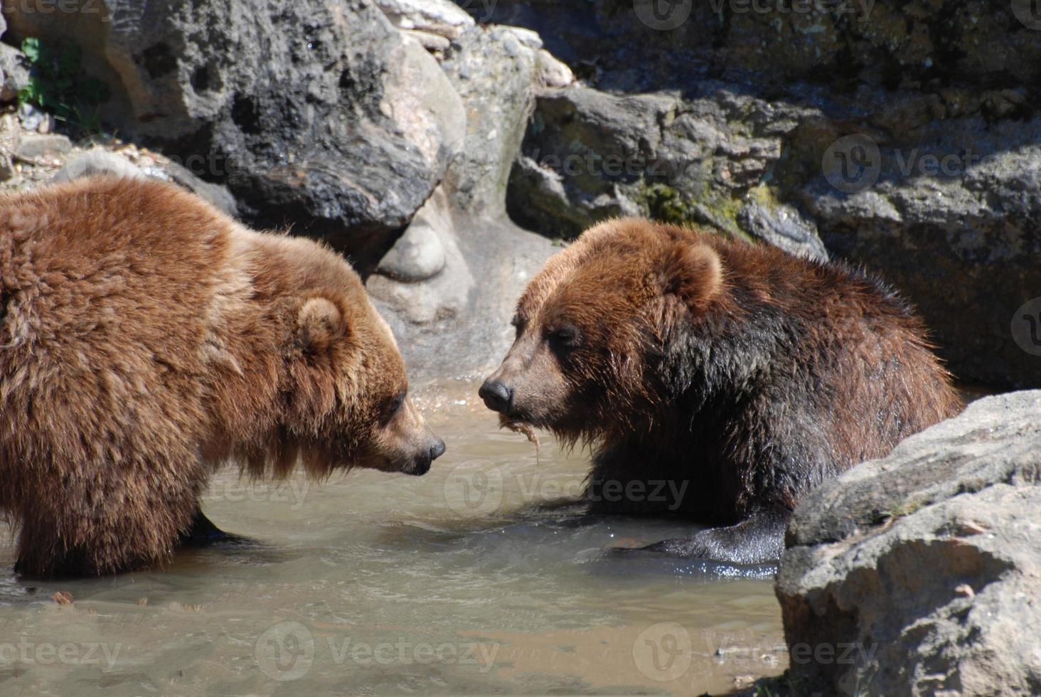 paar bruine beren die in ondiep water waden foto