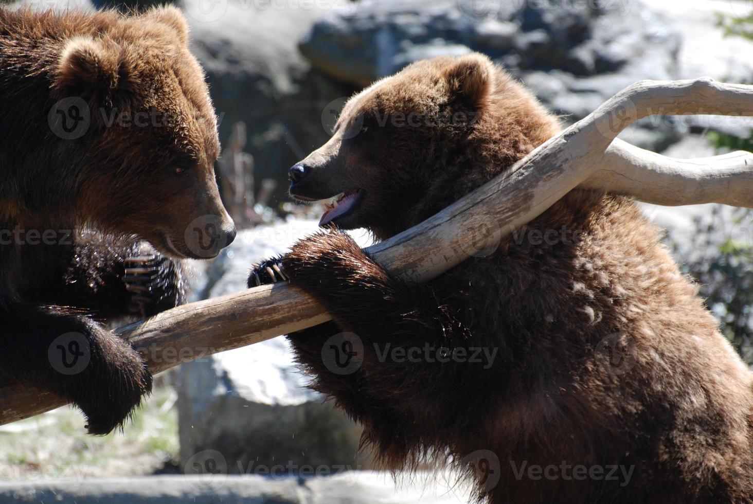 paar grizzlyberen steigeren op een boomstam foto