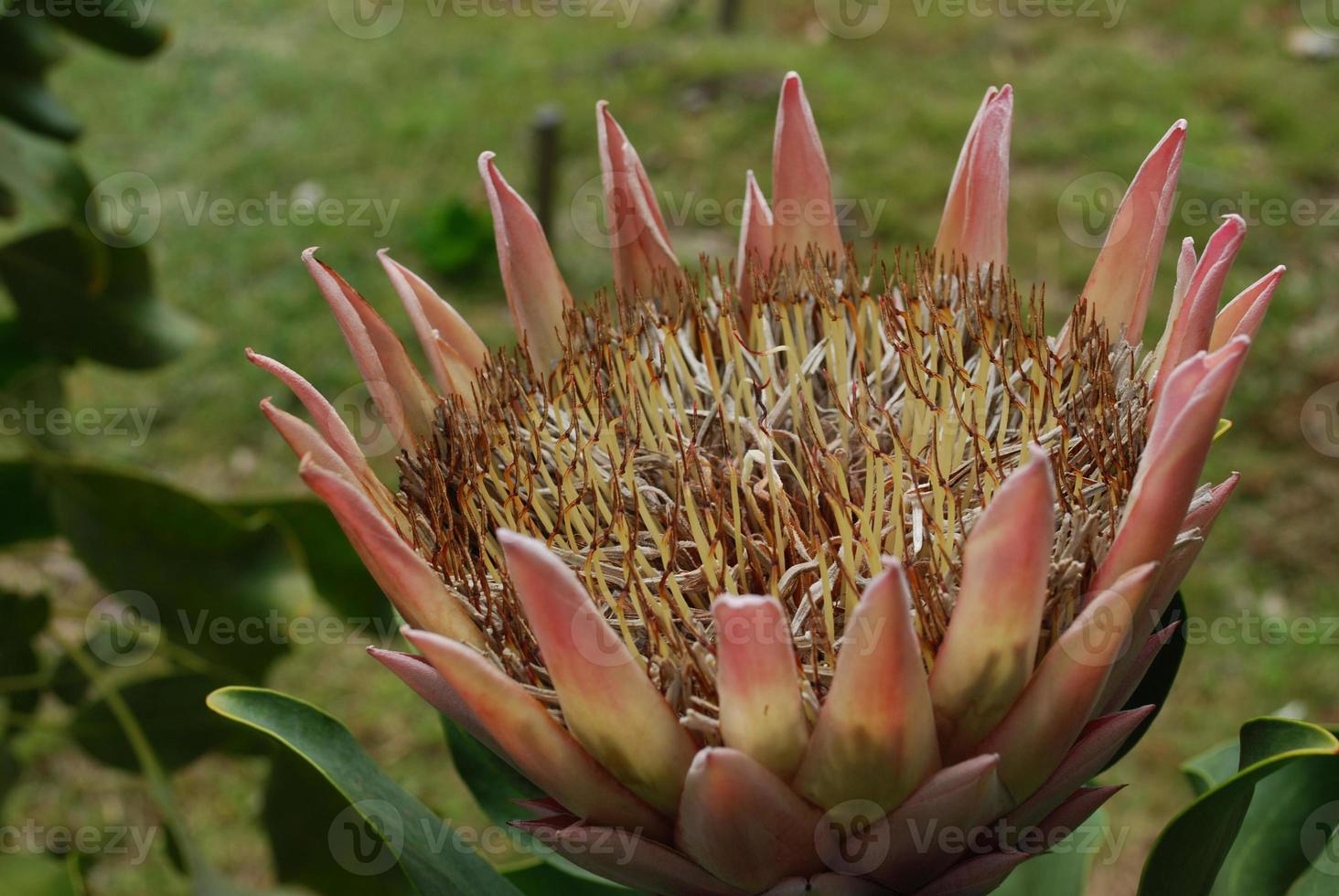 best geweldige roze protea in een tropische tuin foto