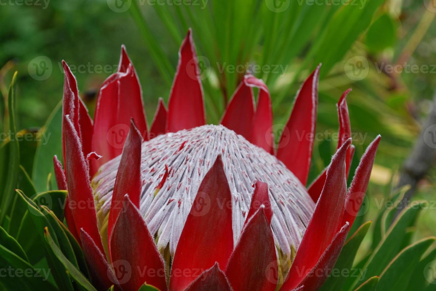 verbazingwekkende spikey rode protea bloem bloesem in een tuin foto