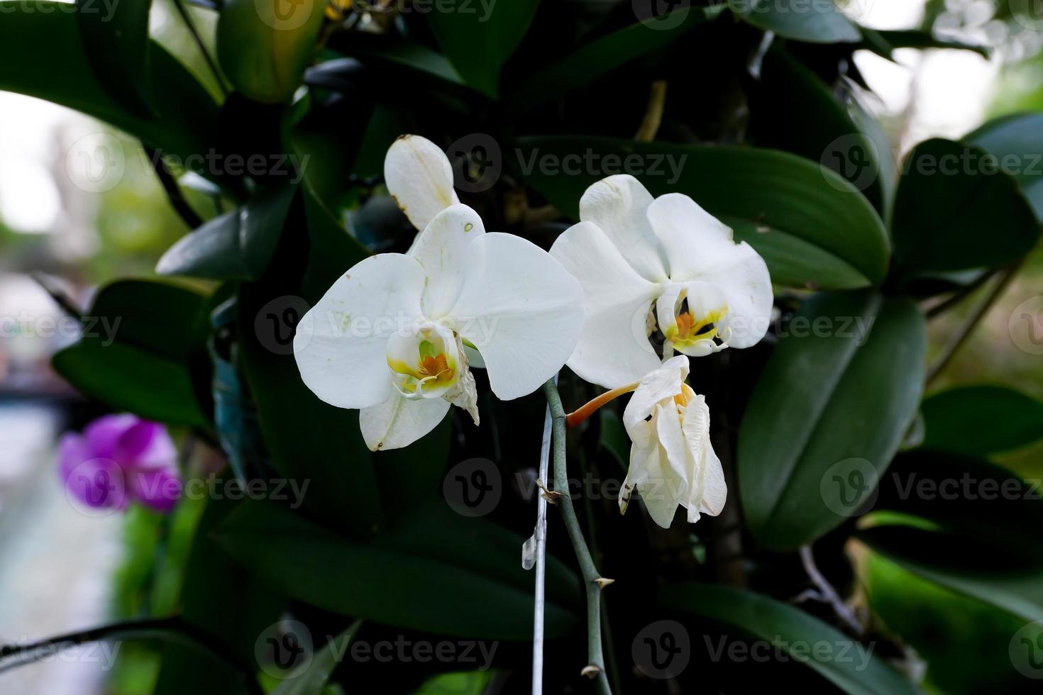 witte bloem met gebladerte op de achtergrond foto