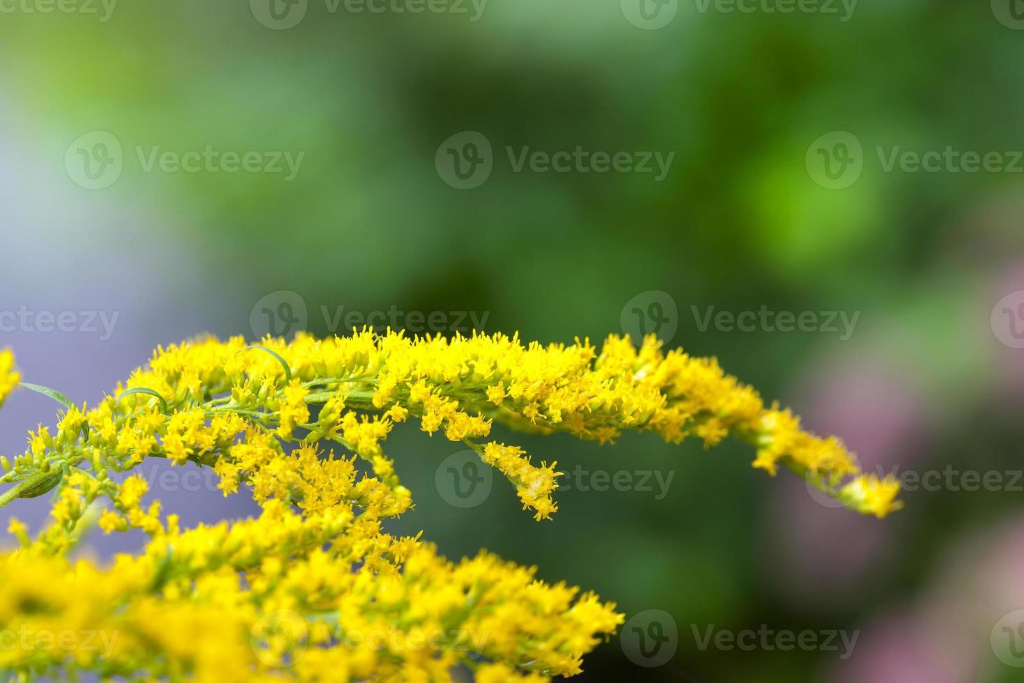 bloem in de herfst, close-up foto