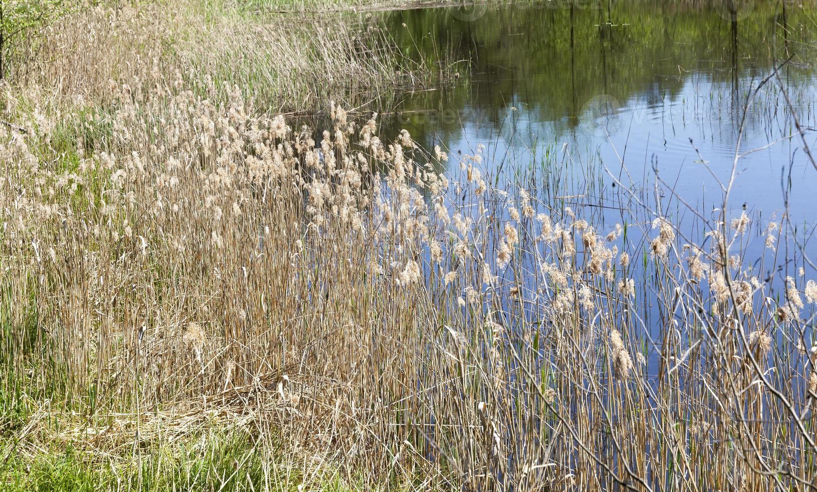 herfst meer, close-up foto