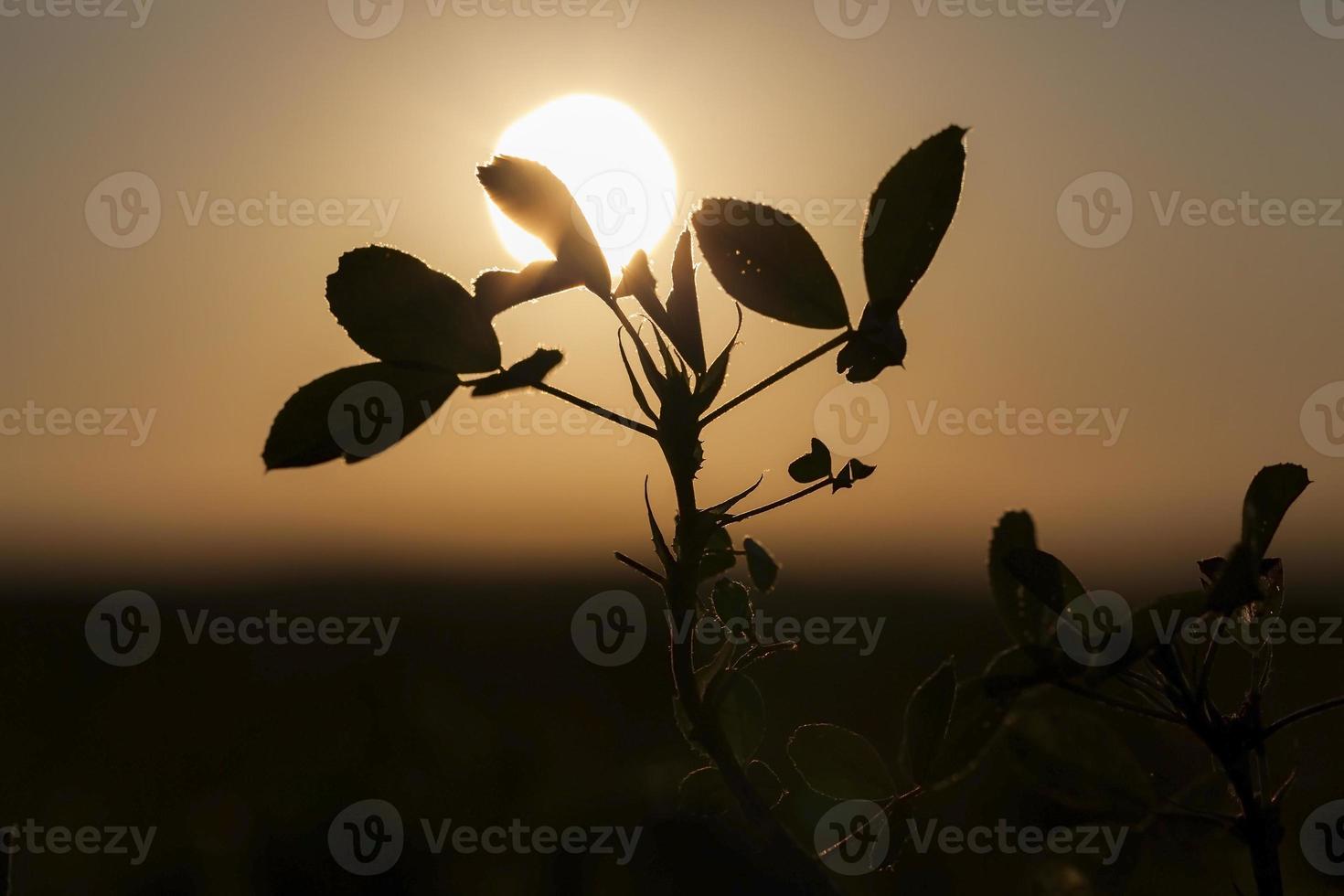 zonsondergang herfst, close-up foto