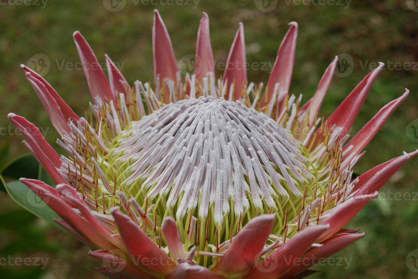 prachtige roze spikey protea bloem bloeit in een tuin foto