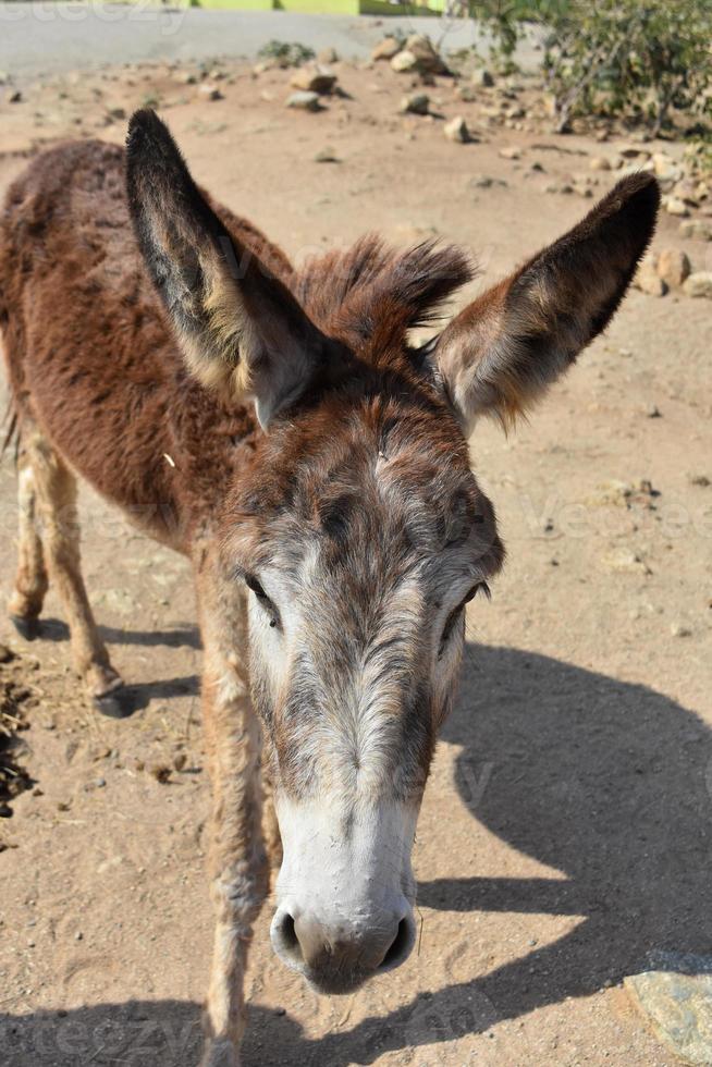 lange pluizige oren van een ezel in aruba foto
