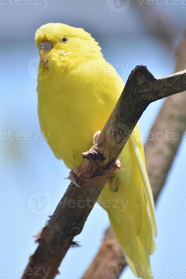 schattige kleine gele parkiet in het wild foto