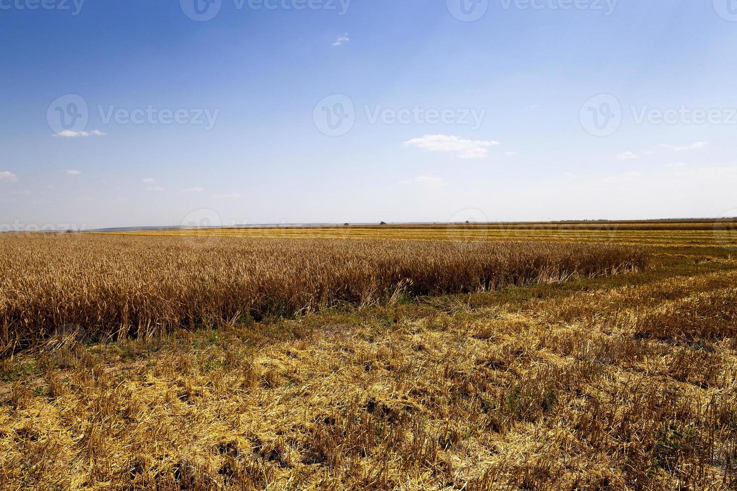 graan oogsten, landbouw foto