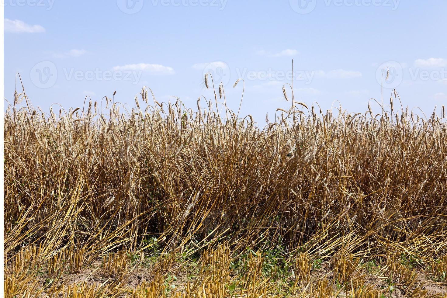 landbouw. oogst. zomer foto