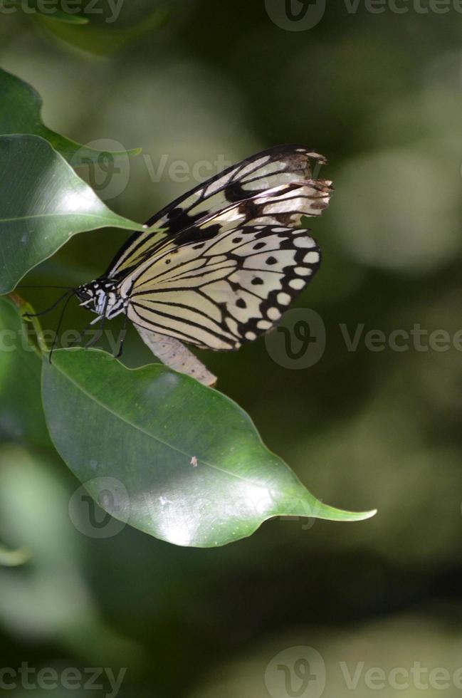 gebroken vleugel op een witte boomnimfvlinder foto