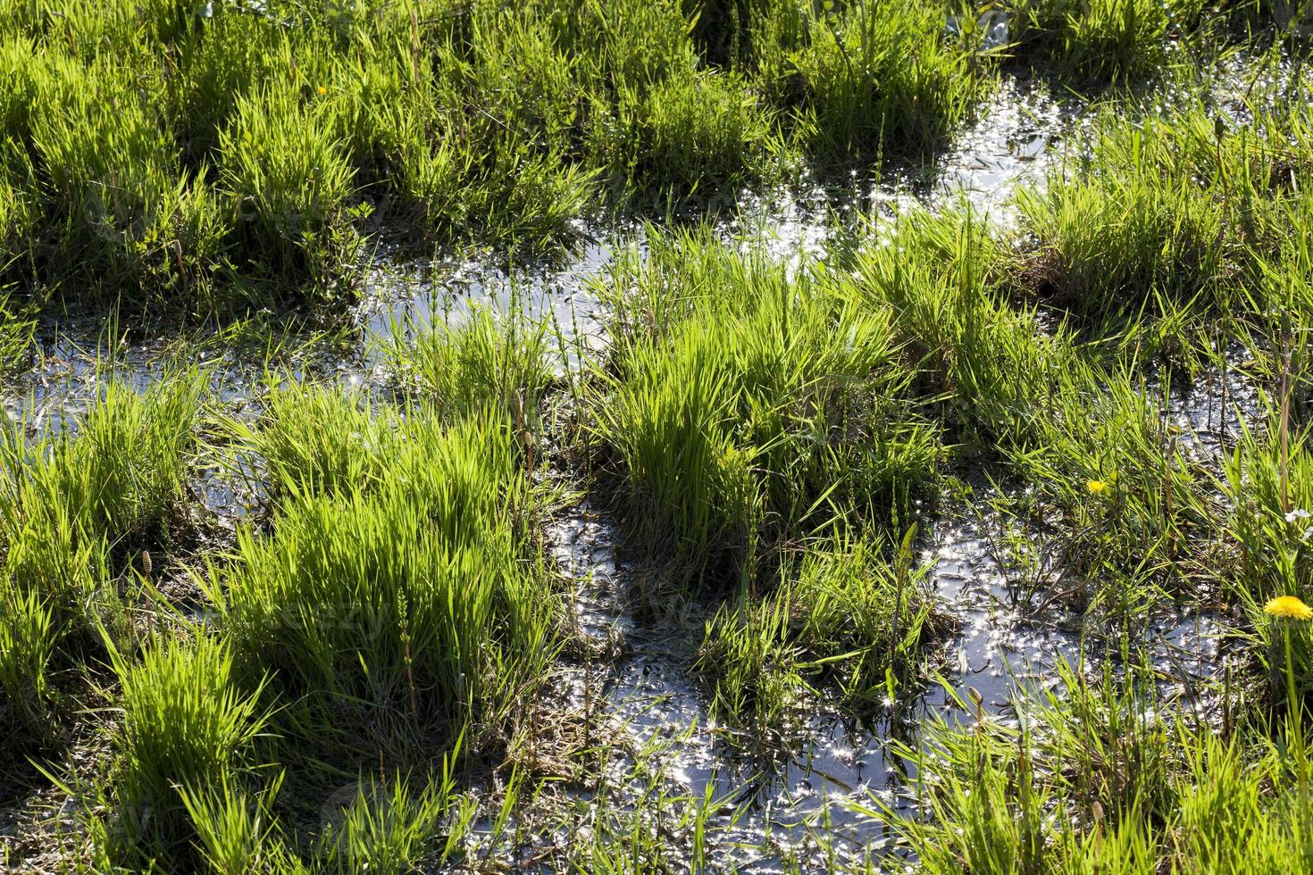 groen gras, close-up foto