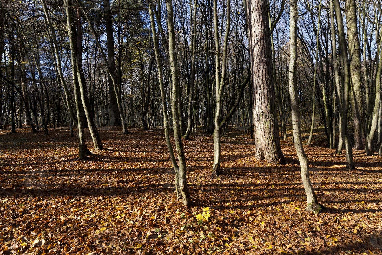 kale bomen die groeien in het herfstpark foto