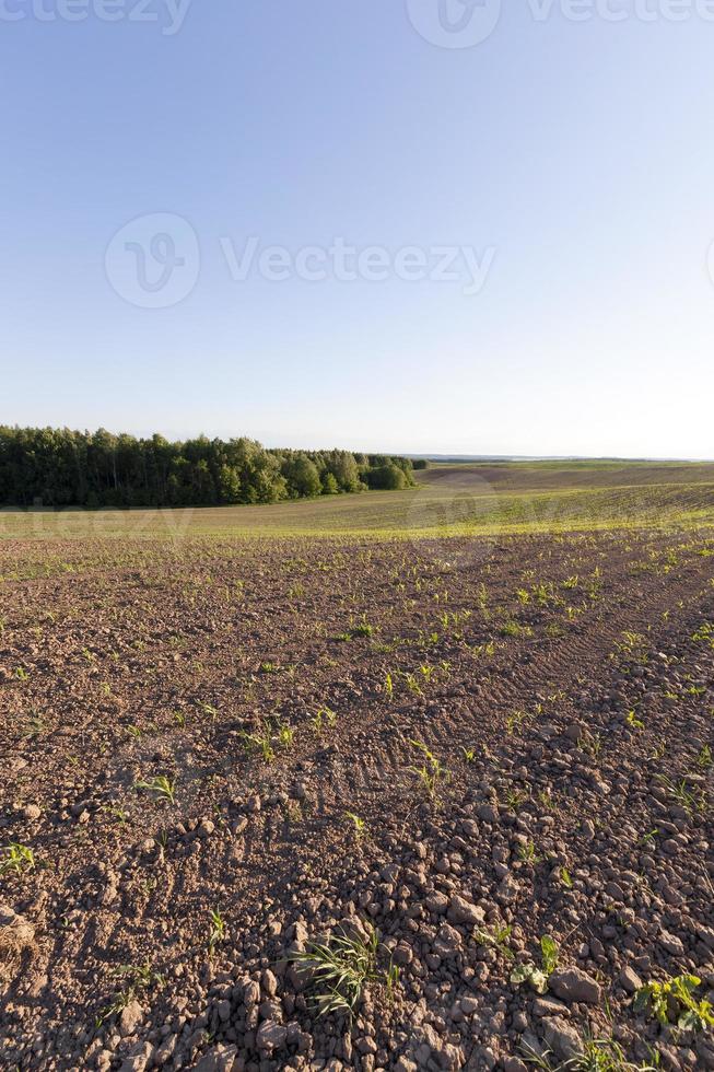 weg landschap, veld foto