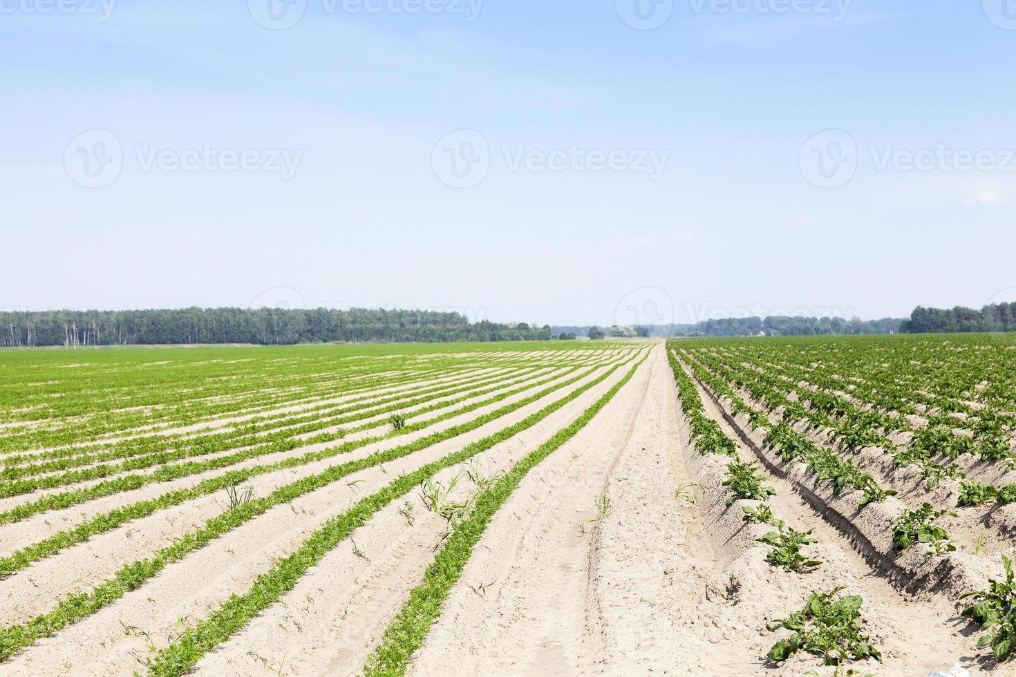 groene wortel veld foto