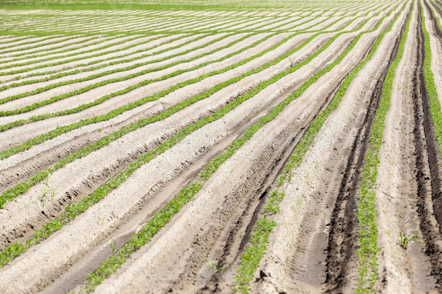 foto landbouw, europa