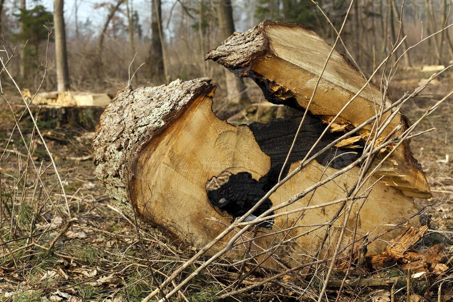 oude bomen close-up foto