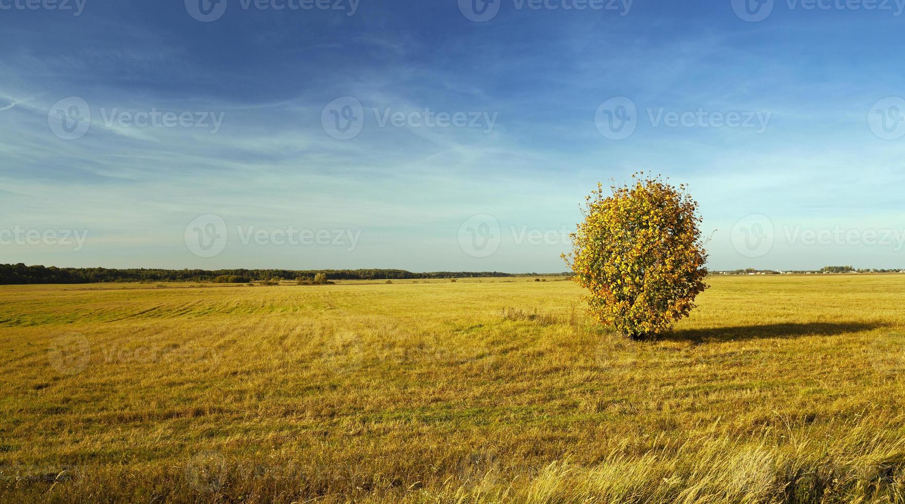 boom in het veld foto