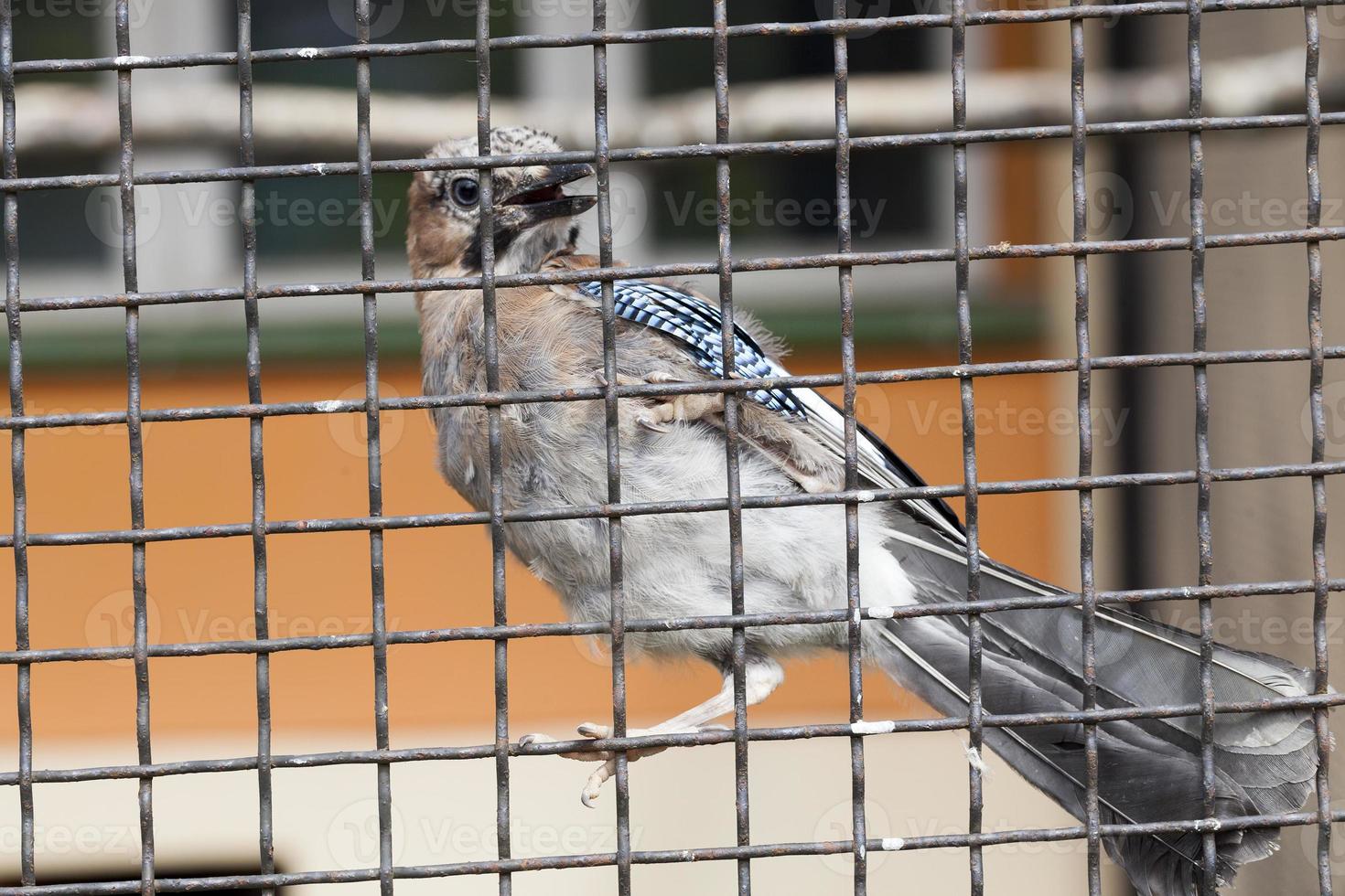 gekooide vogel, close-up foto