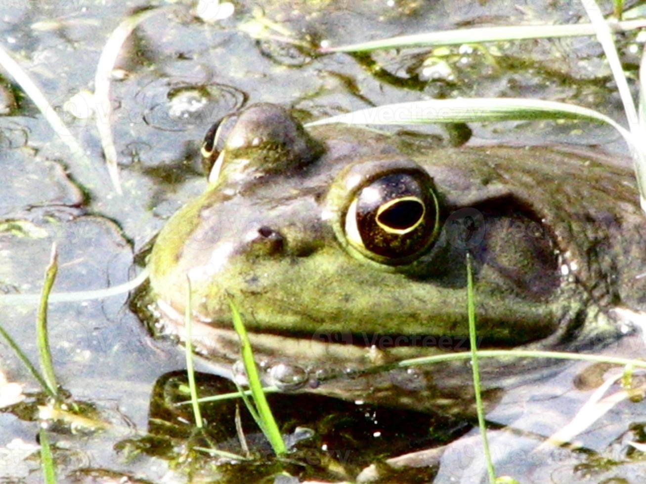 kikker met grote ogen in een moeras foto