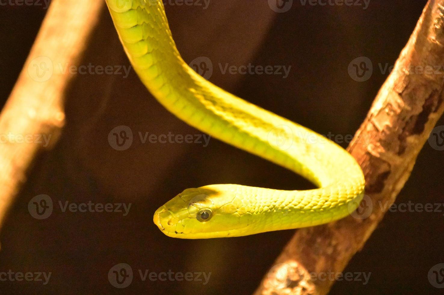 dodelijke Afrikaanse groene mamba-slang die wil toeslaan foto