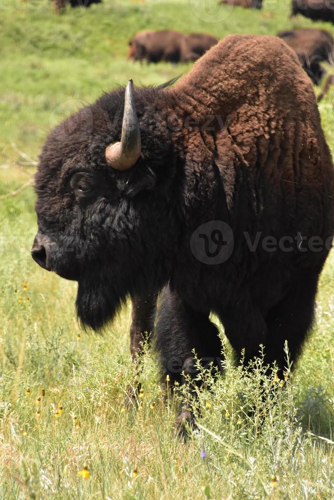 jonge bizon met zijn hoofd afgewend foto