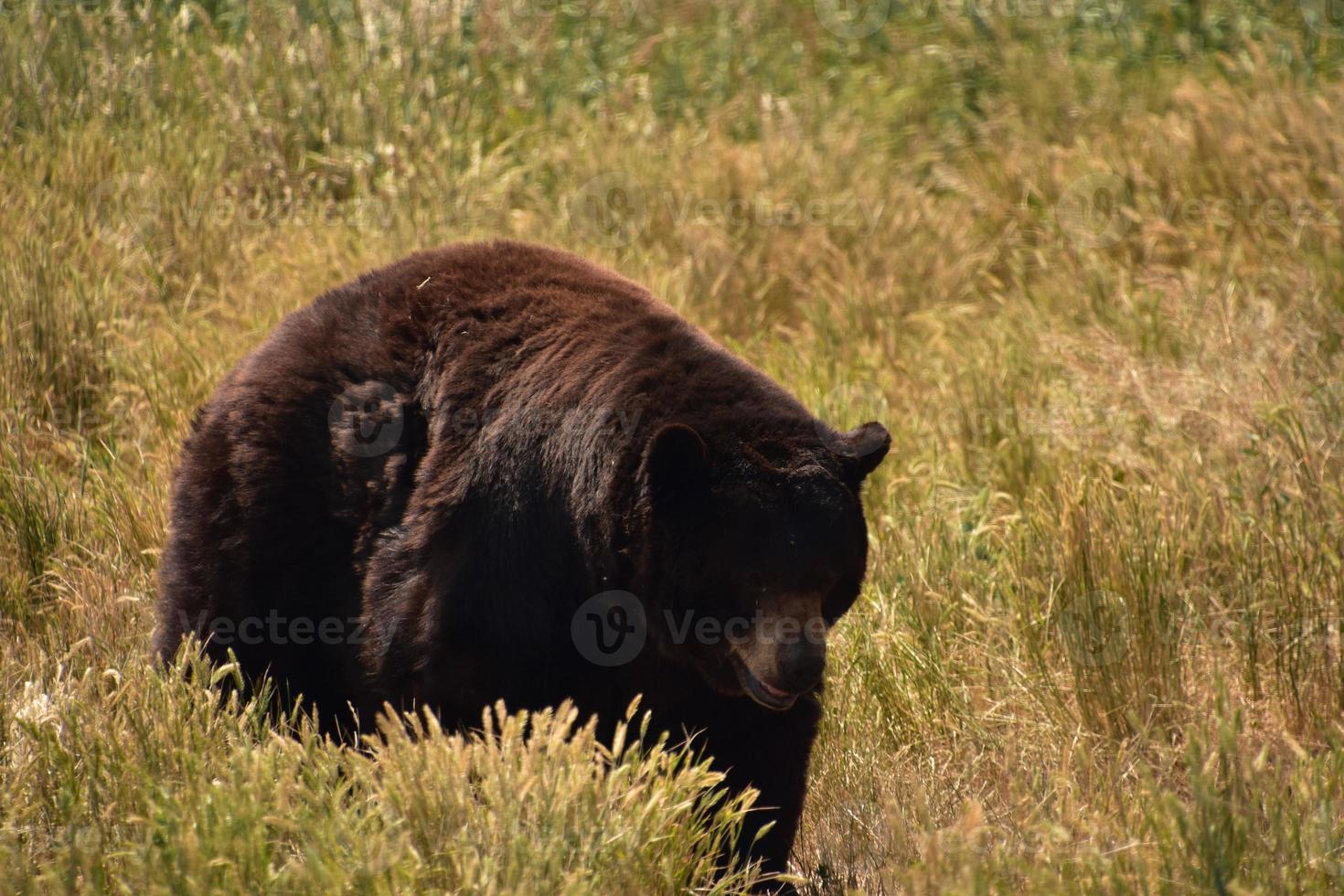prachtige grote zwarte beer in hoog gras foto