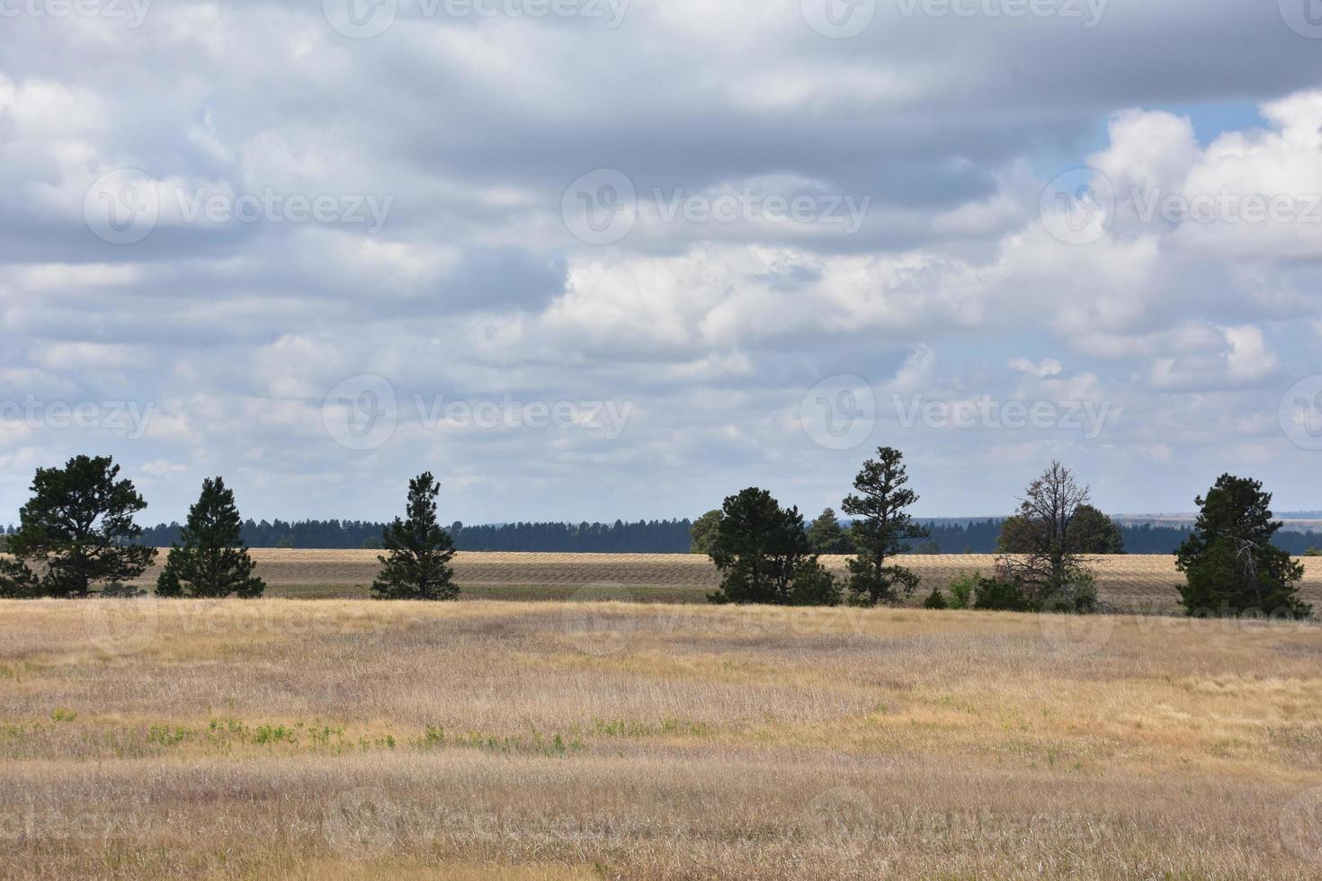 landbouwgrond met grassen die op de vlaktes groeien foto