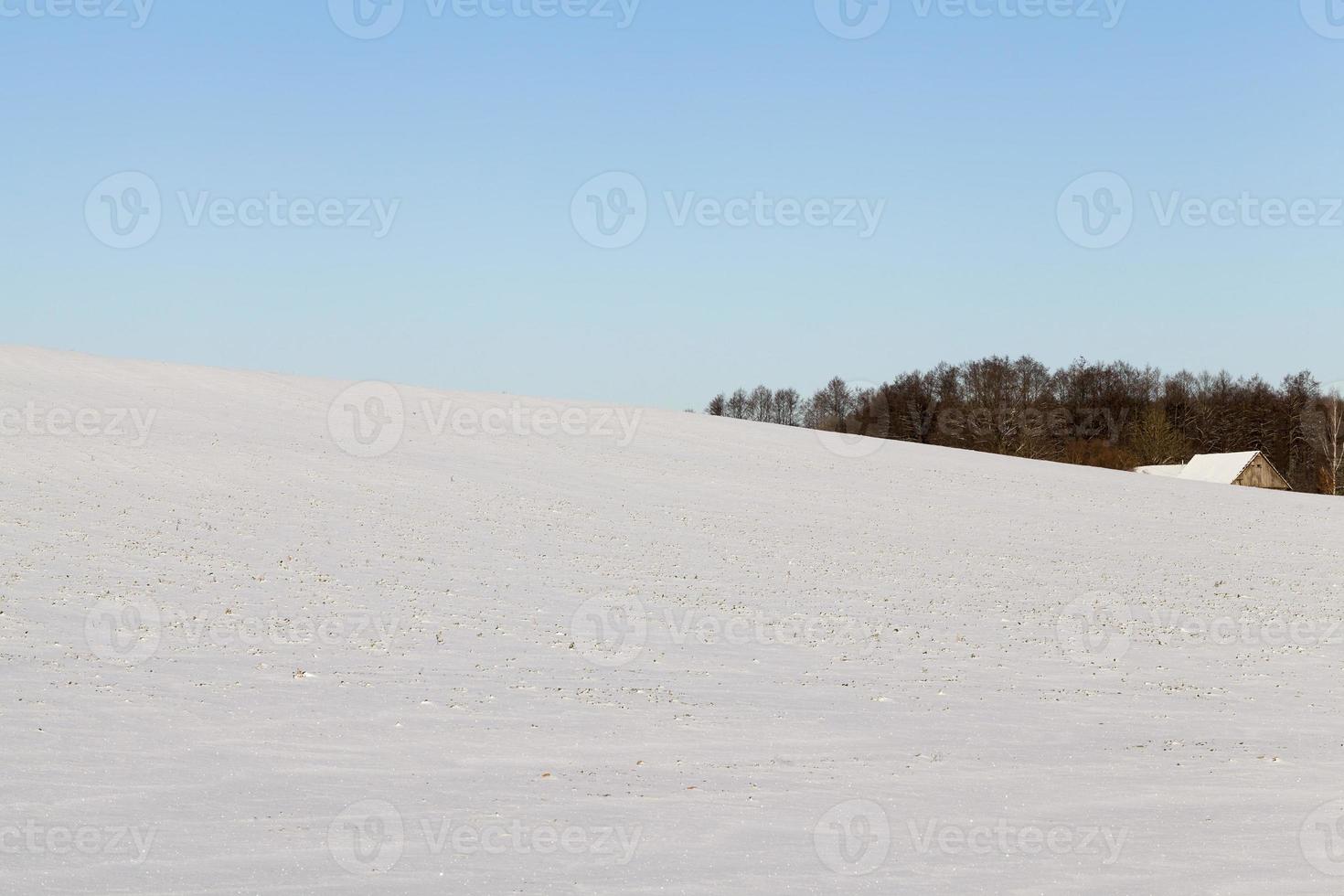winterlandschap, veld foto