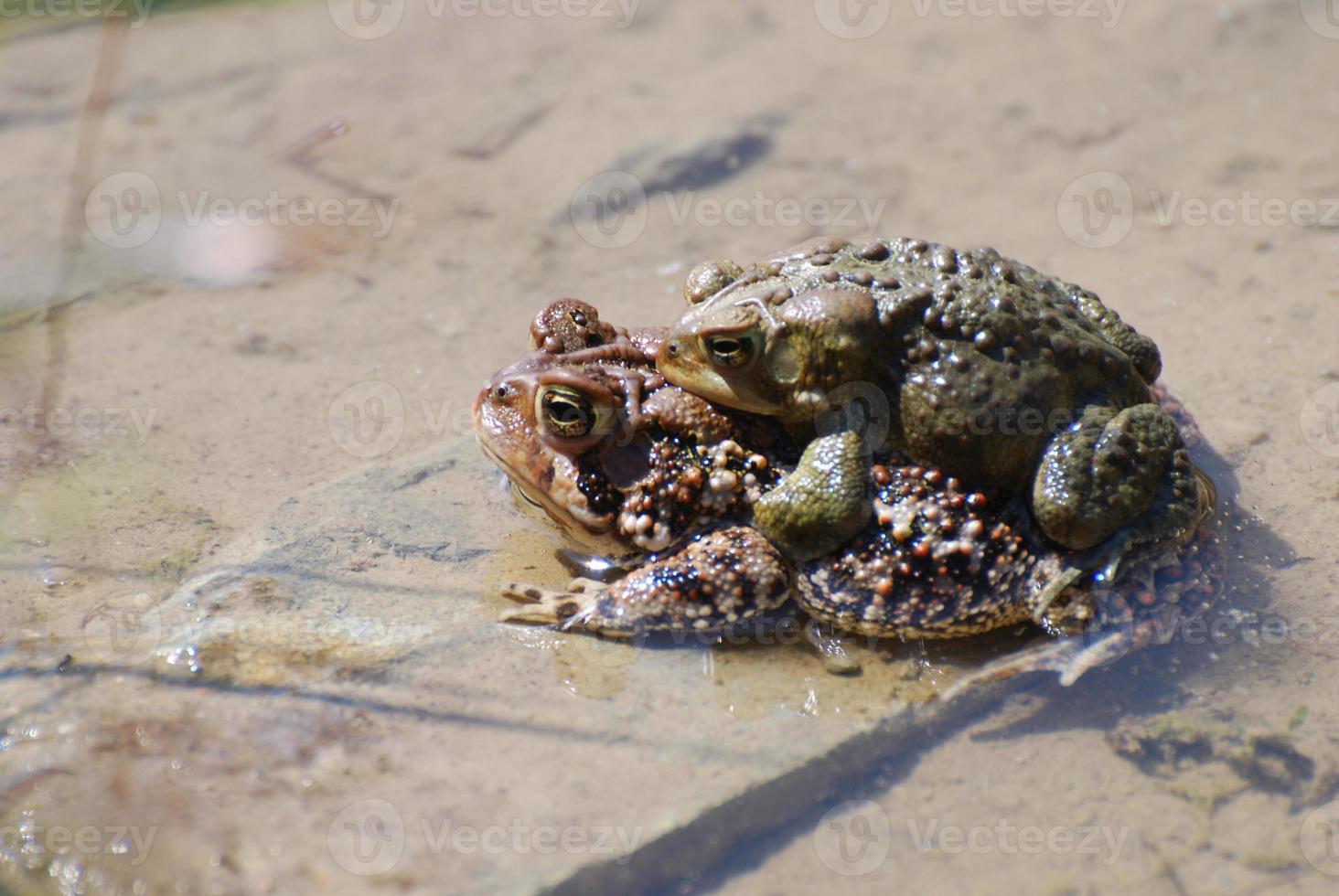 het voortplanten van kikkers in het water foto